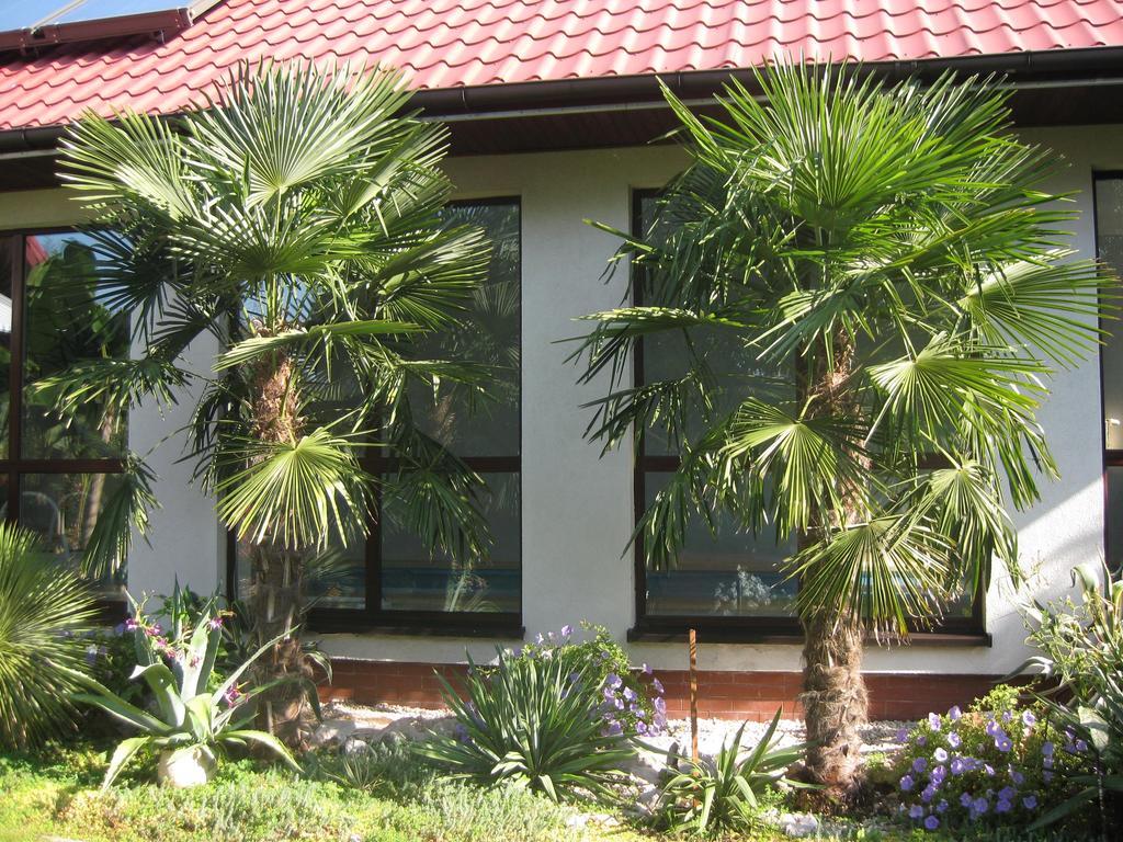 Pokoje Goscinne Pod Palmami Busko Zdroj Exterior photo